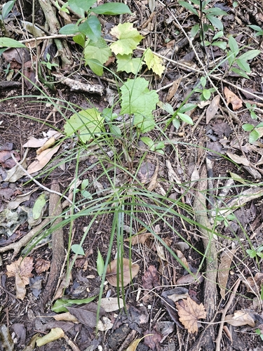 Scleria lithosperma observed 2026-10-23