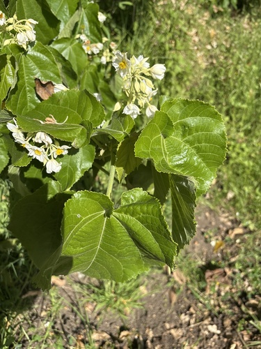 Entelea arborescens observed 2026-10-24