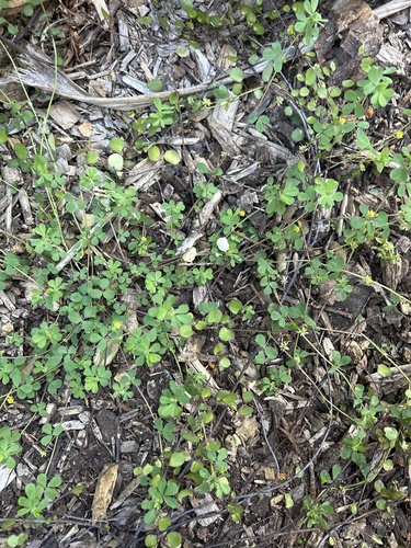Trifolium dubium observed 2026-10-24