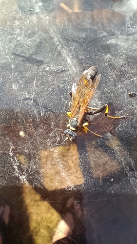 Sceliphron caementarium observed 2026-10-23