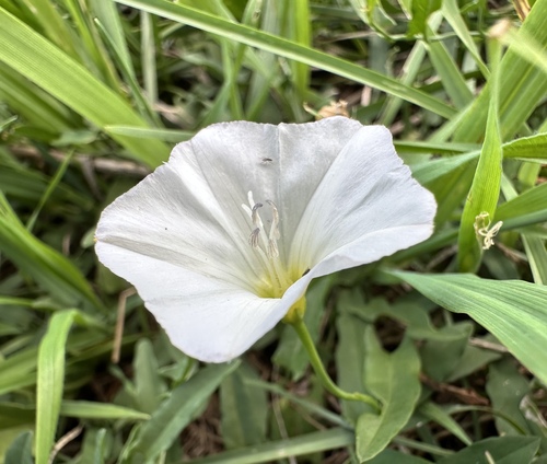 field bindweed photograph by the iNaturalist community
