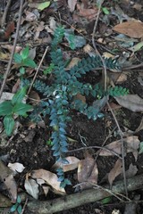 Capparis arborea