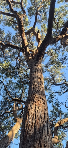 Eucalyptus botryoides observed 2026-10-24