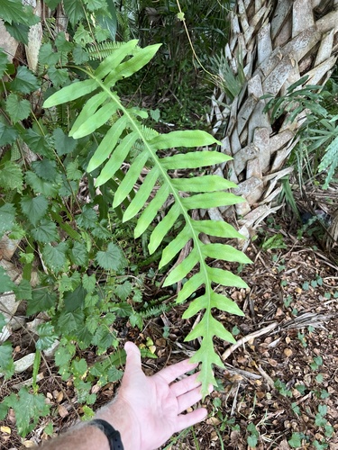 Phlebodium aureum observed 2026-10-23