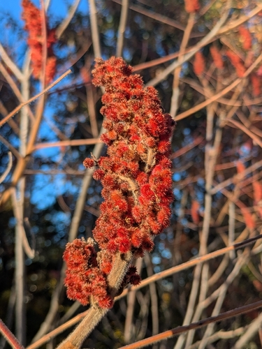 staghorn sumac photograph by the iNaturalist community
