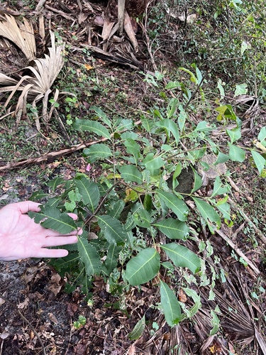 Cupaniopsis observed 2026-10-23