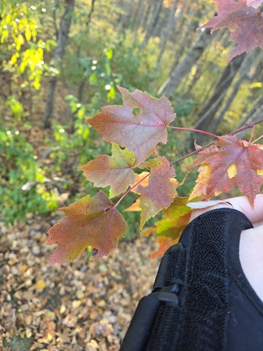 red maple photograph by the iNaturalist community