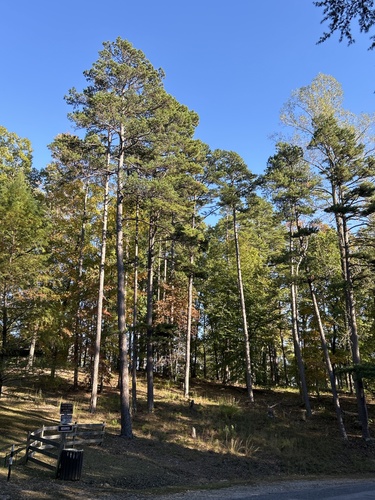 Pinus echinata, 2026-10-23