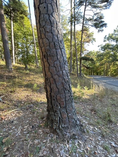 Pinus echinata, 2026-10-23