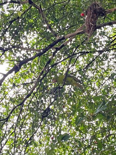 White-eyed Parakeet