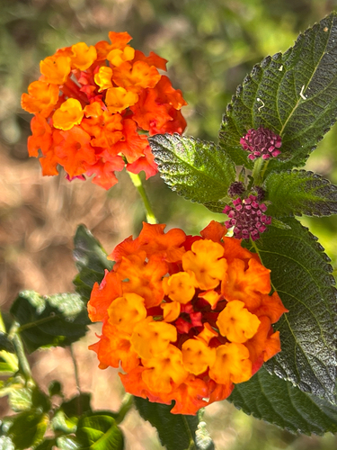 common lantana photograph by the iNaturalist community