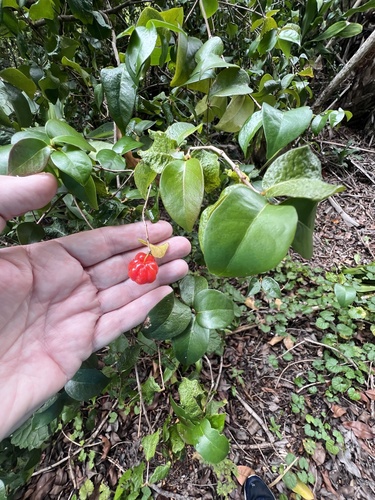 Eugenia uniflora observed 2026-10-23
