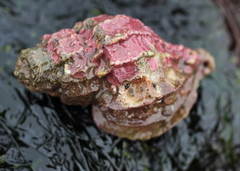 Scabrotrophon stuarti