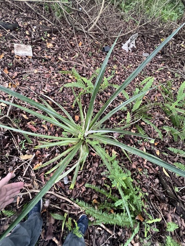 Ananas comosus observed 2026-10-23