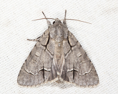 Acronicta radcliffei