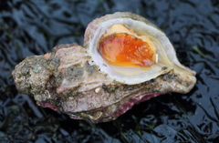 Scabrotrophon stuarti