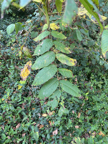 eastern black walnut photograph by the iNaturalist community