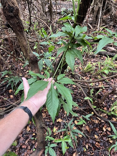 Syngonium angustatum observed 2026-10-23