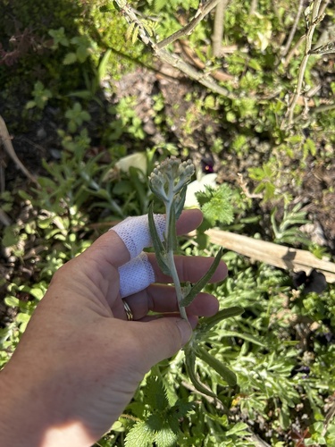 Helichrysum luteoalbum observed 2026-10-24