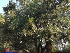Persea americana