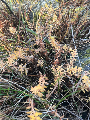 Lysimachia maritima, 2026-10-22