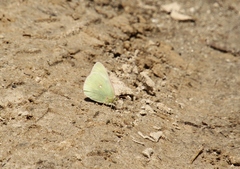 Colias alexandra