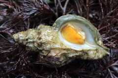 Scabrotrophon stuarti