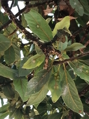 Persea americana