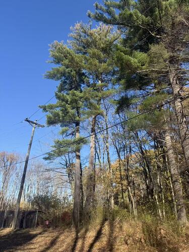 eastern white pine photograph by the iNaturalist community