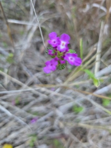 Lantana montevidensis observed 2026-10-24
