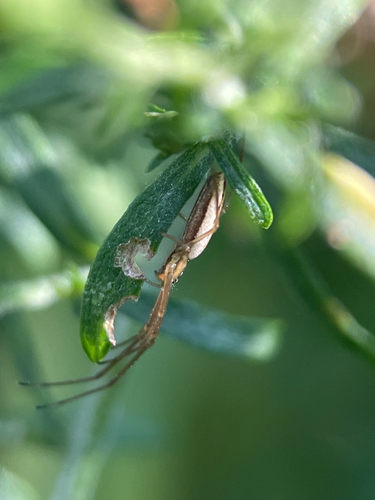 Silver Long-jawed Orbweaver