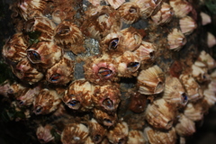 Austromegabalanus psittacus