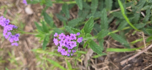Heliotropium amplexicaule observed 2026-10-24