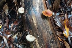 Crepidotus nephrodes