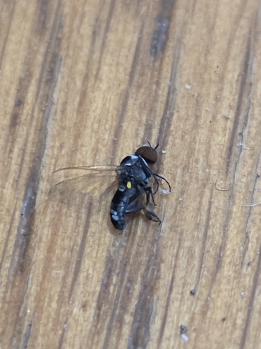 Common Blackflies