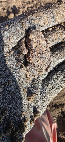 European Toad photograph by the iNaturalist community
