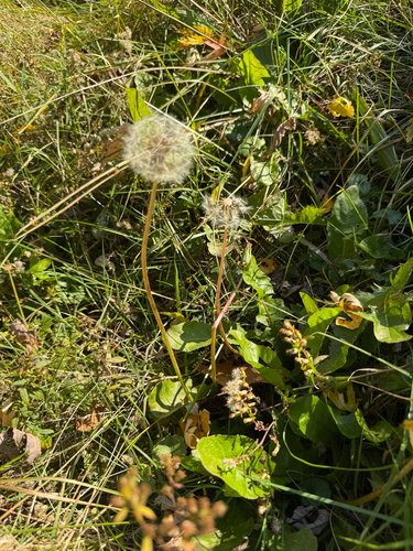 common dandelion photograph by the iNaturalist community