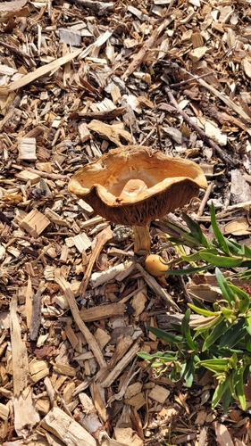 Agrocybe praecox, 2026-10-24