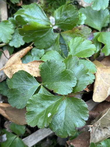 Coptis trifolia, 2026-10-23
