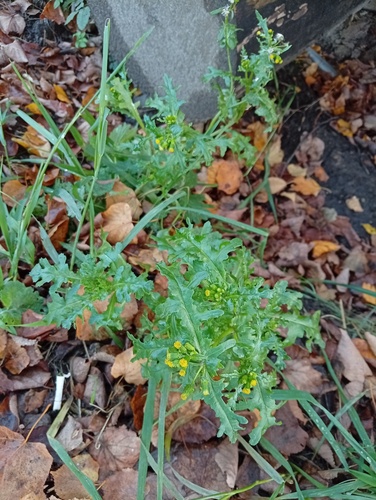 common groundsel photograph by the iNaturalist community