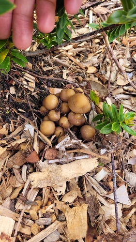 Agrocybe praecox, 2026-10-24