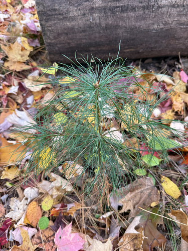 eastern white pine photograph by the iNaturalist community