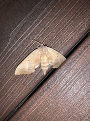 Smerinthinae