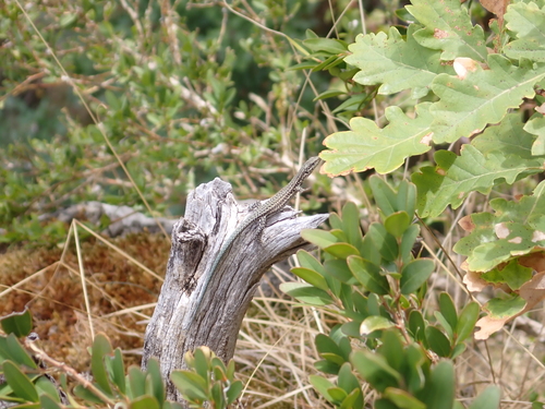 Common Wall Lizard photograph by the iNaturalist community