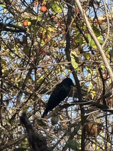 Common Grackle photograph by the iNaturalist community