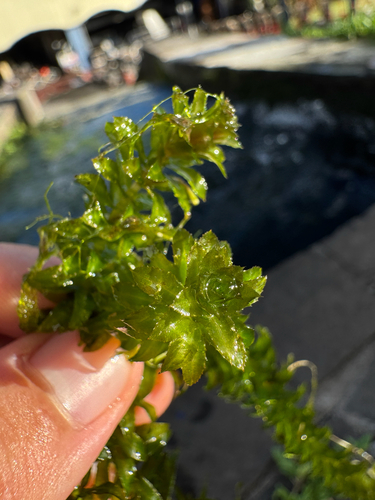 Hydrilla verticillata observed 2026-10-23