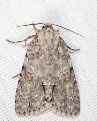 Acronicta ovata