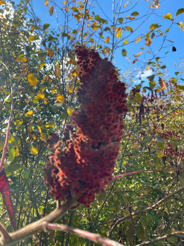 staghorn sumac photograph by the iNaturalist community