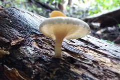 Crepidotus nephrodes