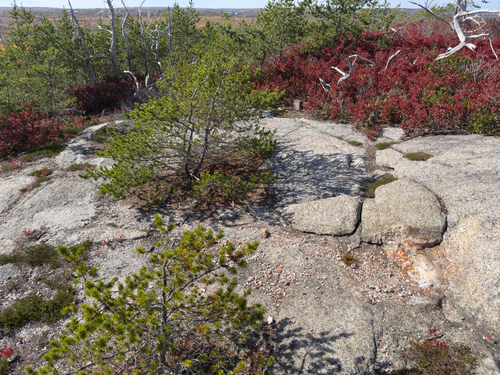 Jack pine